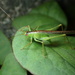 Xiphidiopsis subpunctata - Photo (c) orthoptera-jp, alguns direitos reservados (CC BY-NC), uploaded by orthoptera-jp