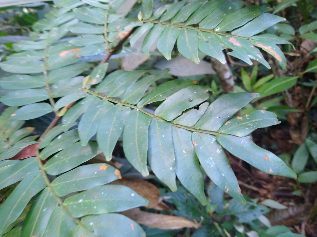 Macrolobium colombianum