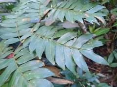 Macrolobium colombianum