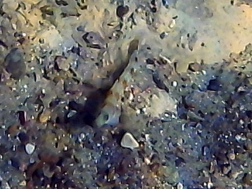 Amblyeleotris observed 2025-10-11