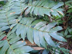 Macrolobium colombianum