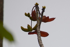 Sterculia villosa