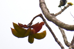 Sterculia villosa