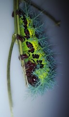 Hylesia