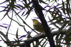 Phylloscopus affinis