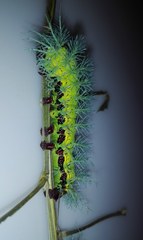 Hylesia