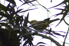 Phylloscopus affinis