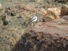 Muscisaxicola rufivertex