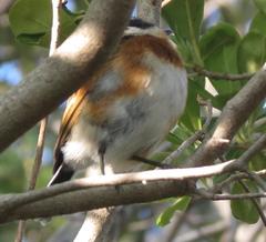 Batis capensis