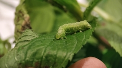 Lepidoptera
