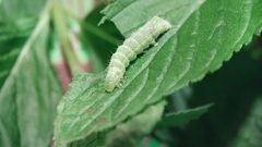 Lepidoptera