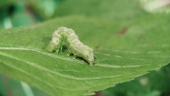 Lepidoptera