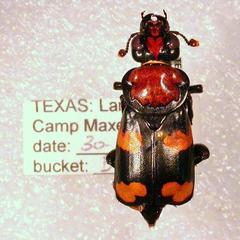 Nicrophorus americanus