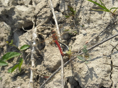 Sympetrum fonscolombii