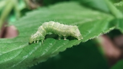 Lepidoptera
