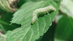 Lepidoptera
