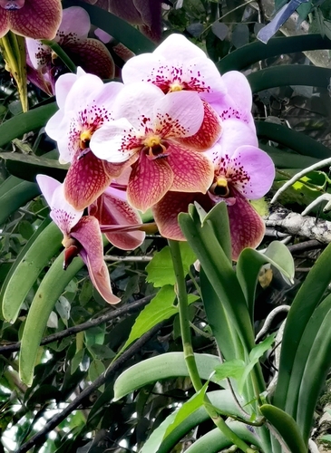 Vanda sanderiana