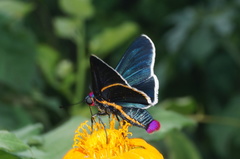 Mysoria affinis