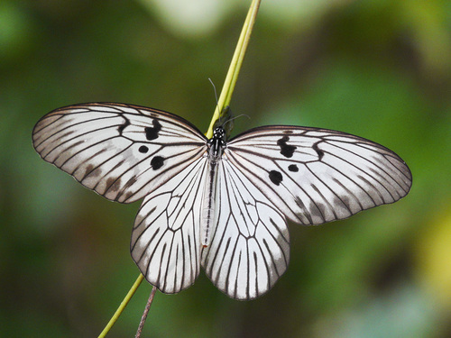 Idea blanchardii Marchal, 1845