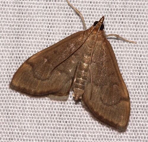 Anania mysippusalis Walker, 1859