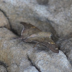 Ectomis octomaculata