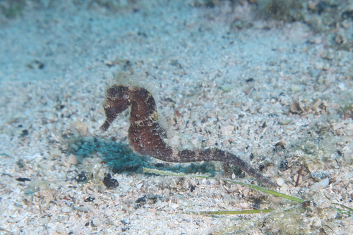Sombere zeepaardje (Hippocampus fuscus) — Syngnathidae
