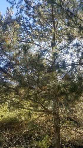 Gregg's pine