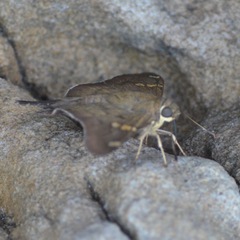 Ectomis octomaculata