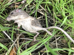 Peromyscus gambelii