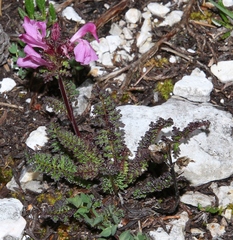 Pedicularis rostratocapitata