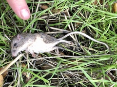 Peromyscus gambelii