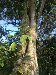 Tabernaemontana litoralis