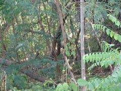 Turdus rufopalliatus