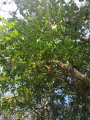 Tabernaemontana litoralis