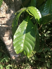Tabernaemontana litoralis