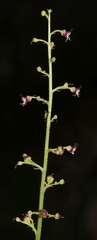 Scrophularia juratensis