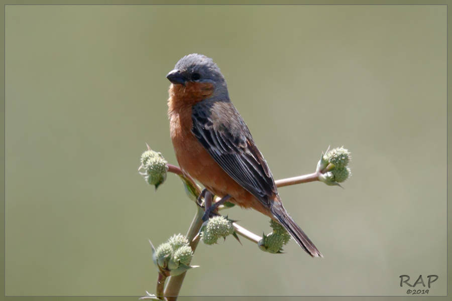 Rufous-rumped Seedeater photo