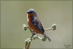 Rufous-Rumped Seedeater photo 1
