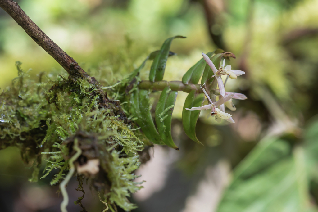 Epidendrum macasense Hágsater & Dodson 2