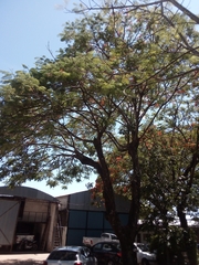 Delonix regia