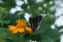 Mysoria affinis