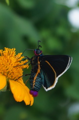 Mysoria affinis