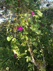 Ipomoea dumosa