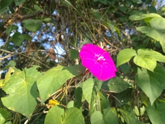 Ipomoea dumosa
