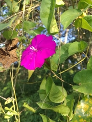 Ipomoea dumosa