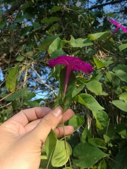 Ipomoea dumosa