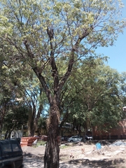Handroanthus heptaphyllus