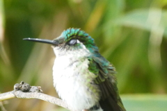 Lampornis hemileucus