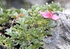 Potentilla nitida