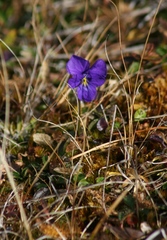 Viola altaica